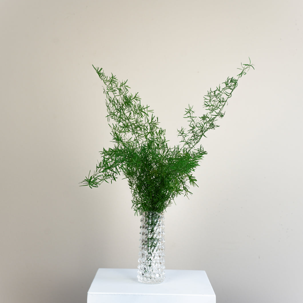 Tørrede blomster | Asparagus sprengeri, grøn (5 stk.)