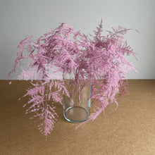 Indlæs billede til gallerivisning Asparagus, pink (6 stk.)
