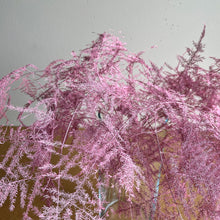 Indlæs billede til gallerivisning Asparagus, pink (6 stk.)
