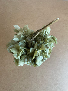 Hortensia u. stilk, støvet grøn (20 gram)